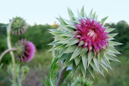 6 Milk Thistle Uses: Protect Your Liver, Treat Diabetes, and More