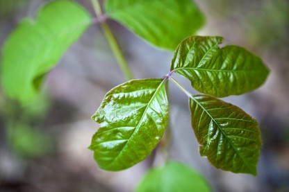 Natural Remedies for Poison Ivy