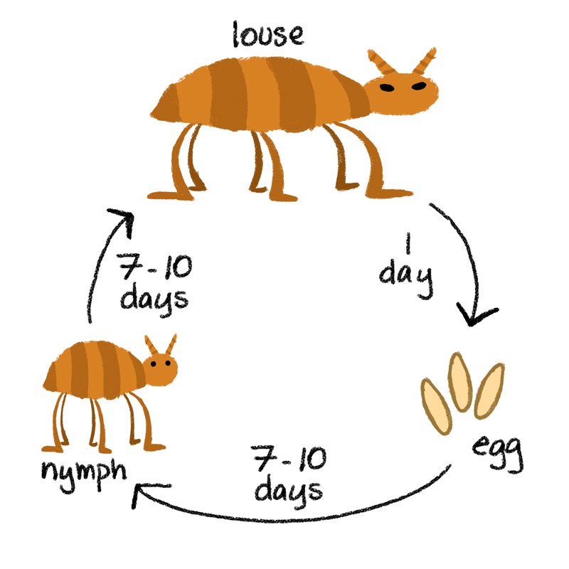 lice-life-cycle